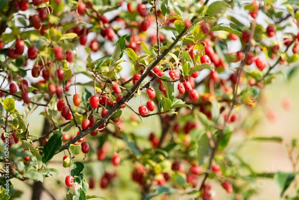 Fototapeta 樹上のグミの実
