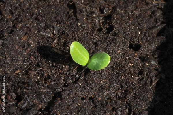 Obraz ヘチマの双葉　発芽した当日の朝に撮影