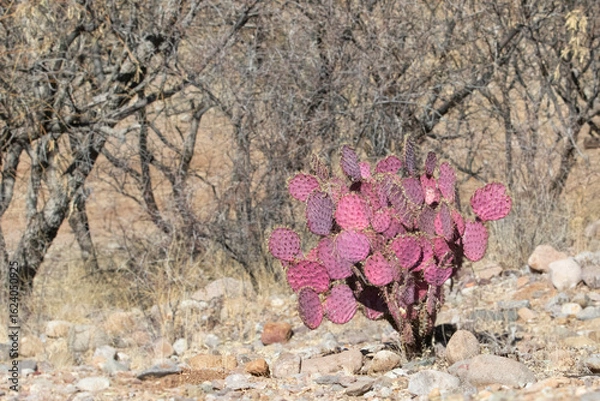 Obraz Santa Rita Prickly Pear Cactus