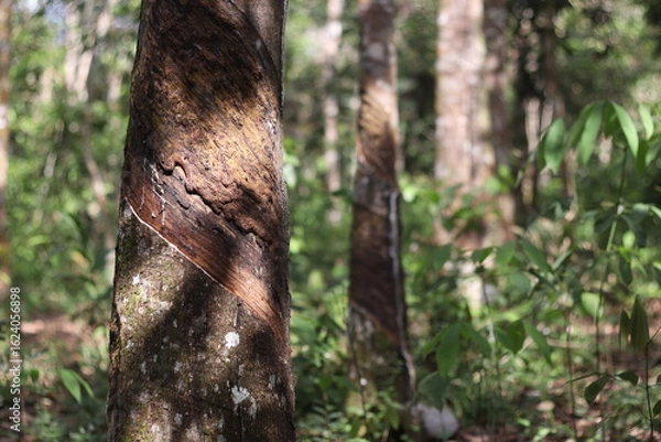 Fototapeta Hevea brasiliensis or Rubber Tree at Dharmasraya West Sumatera