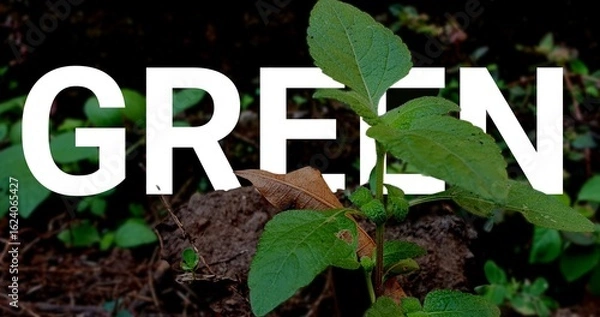 Fototapeta Green text art in the vibrant close-up of a small plant growing in the soil, symbolizing nature and ecology