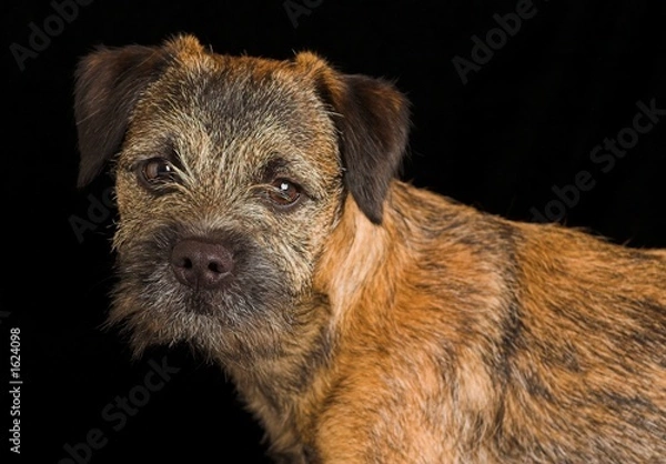 Fototapeta border terrier puppy
