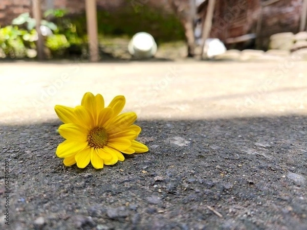 Obraz Beautiful Yellow Aster Alone with Blur Background