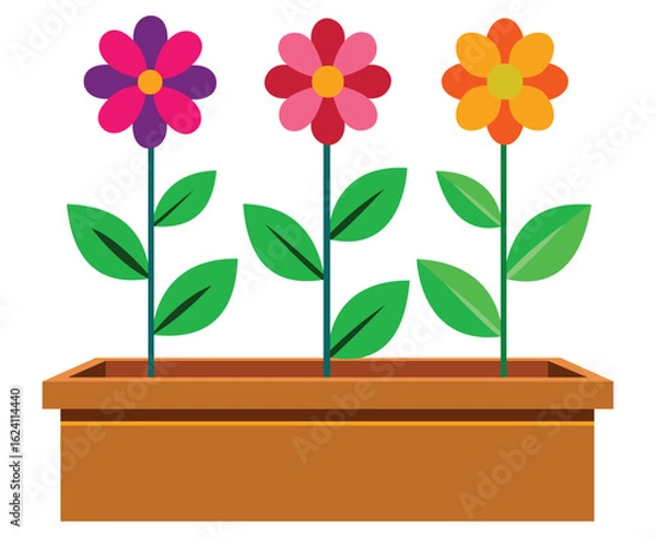 Fototapeta Three colorful blooming flowers in a brown planter box on a white background