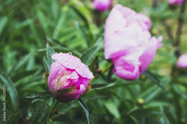 Fototapeta colorful peony flower close up and rain drops, rain falling on peony flower.
