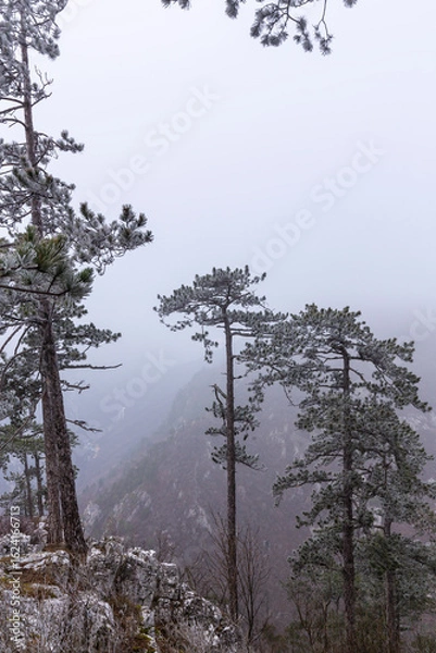 Obraz Frost covered black pine trees and fog in a wild mountain area in Eastern Europe