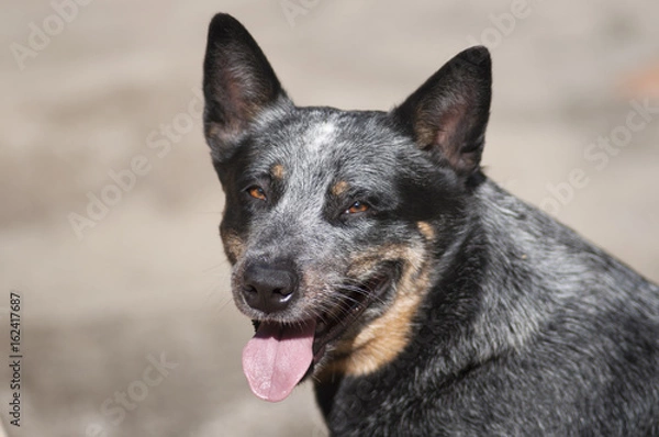Obraz blue heeler 01