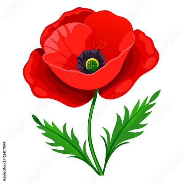 Obraz red poppy isolated on white