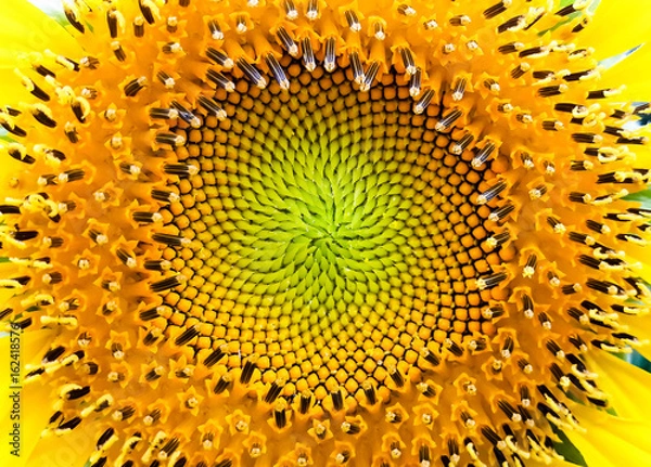 Obraz Close up sunflower center pattern