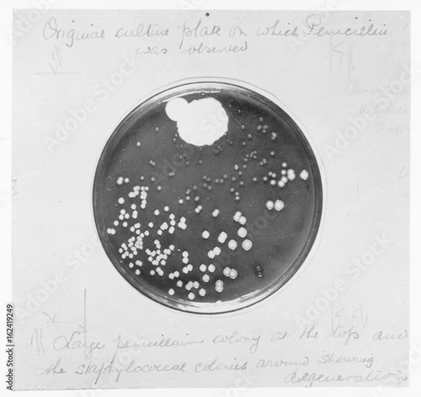 Obraz Penicillin Culture - 1929. Date: 1929