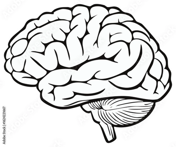 Fototapeta Human brain outline illustration. Medical, educational, and conceptual design.