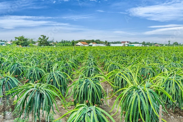 Fototapeta Dragon fruit field looking down