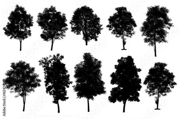 Fototapeta collection of silhouette of trees isolated on white background
