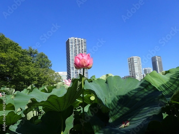 Fototapeta 都会の中の「蓮池」の花