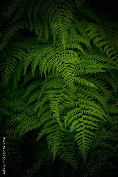 Obraz Ferns