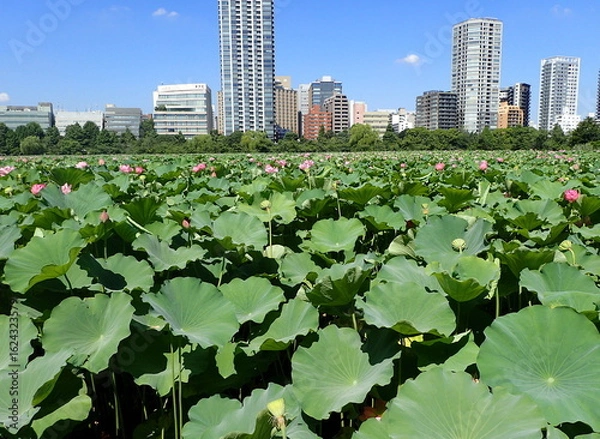 Fototapeta 都会の中の「蓮池」の花
