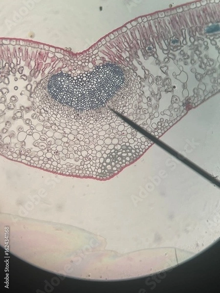 Obraz Plant Stem Cross Section Under Microscope