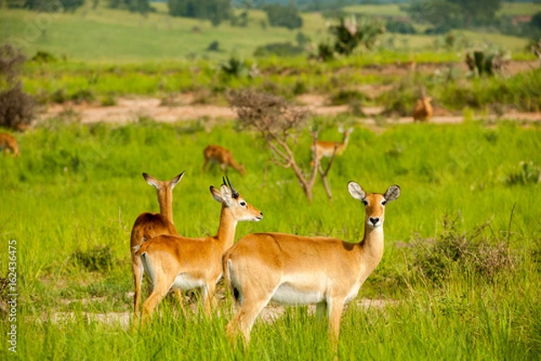 Fototapeta Antelope, Uganda