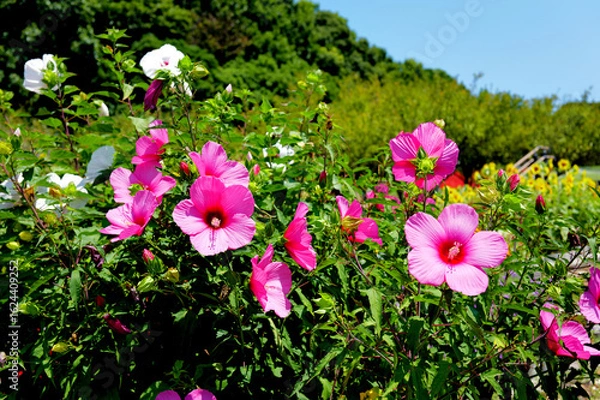 Obraz アメリカフヨウ