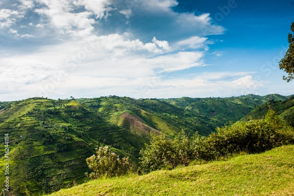 Fototapeta Bwindi Impenetrable Forest Mountain Gorillas, Uganda