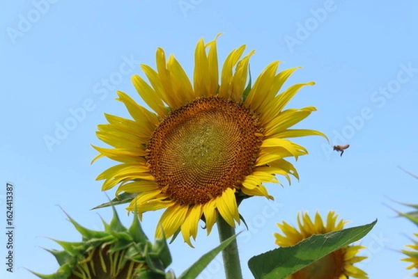 Obraz ヒマワリの花