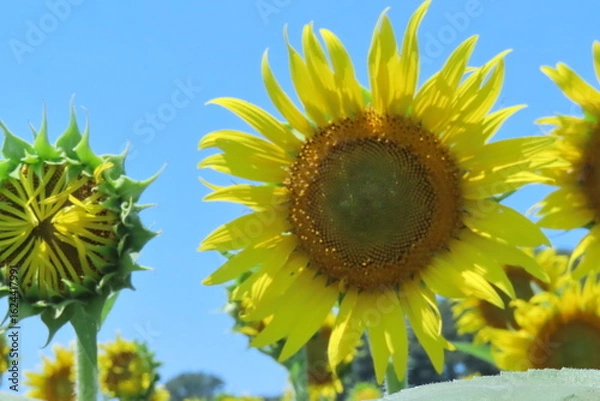 Obraz 昼のひまわり