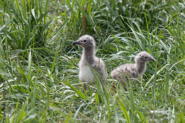 Fototapeta Остров Чаек