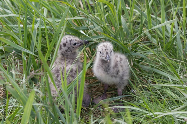 Fototapeta Остров Чаек