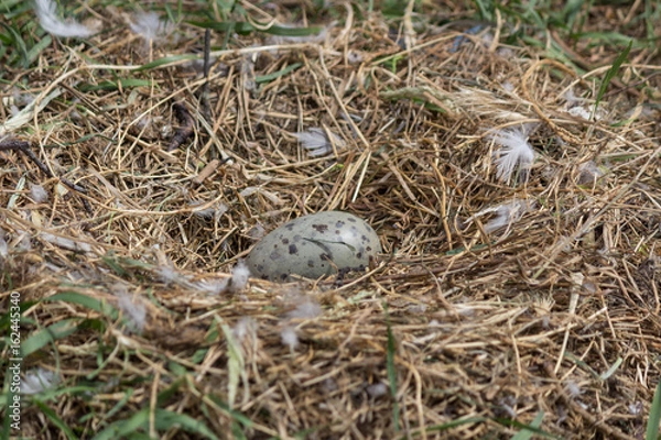 Fototapeta Остров Чаек