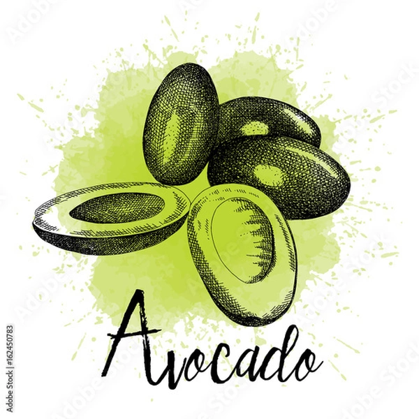 Fototapeta Vector illustration of avocado in hand-drawn graphics. A fruit is depicted on a green watercolor background. Design for packaging