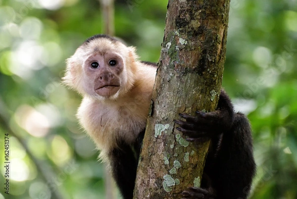 Fototapeta Kapuzineraffe