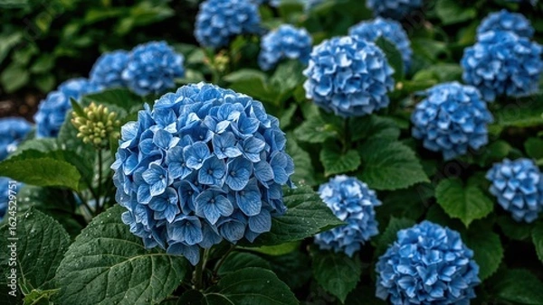 Obraz Stunning hydrangea shrub featured in garden landscaping. Blossoms in the yard. Close-up of blue hydrangea. Hydrangea macrophylla species