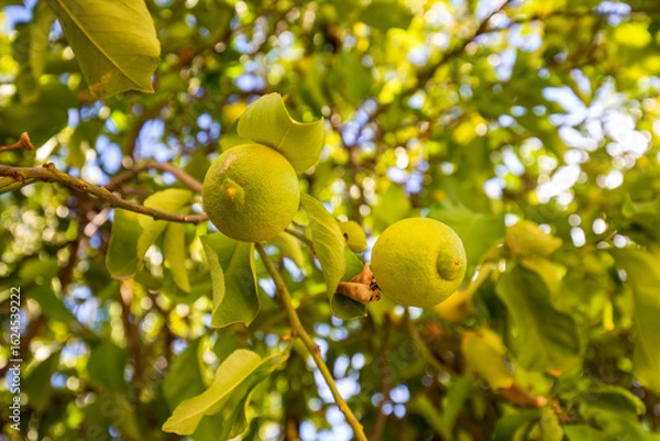 Obraz Unripe lemons hanging from a leafy lemon tree, with a bright, sun dappled background.