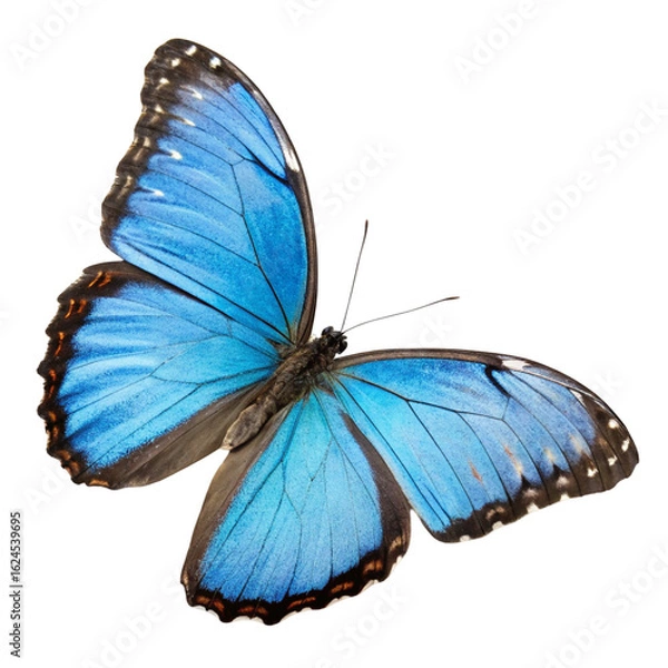 Obraz A blue butterfly mechanically isolated
