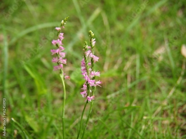 Obraz ねじり草_5