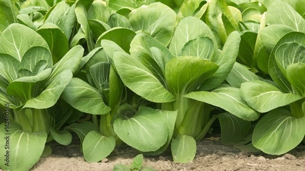 Fototapeta 野菜畑　チンゲン菜