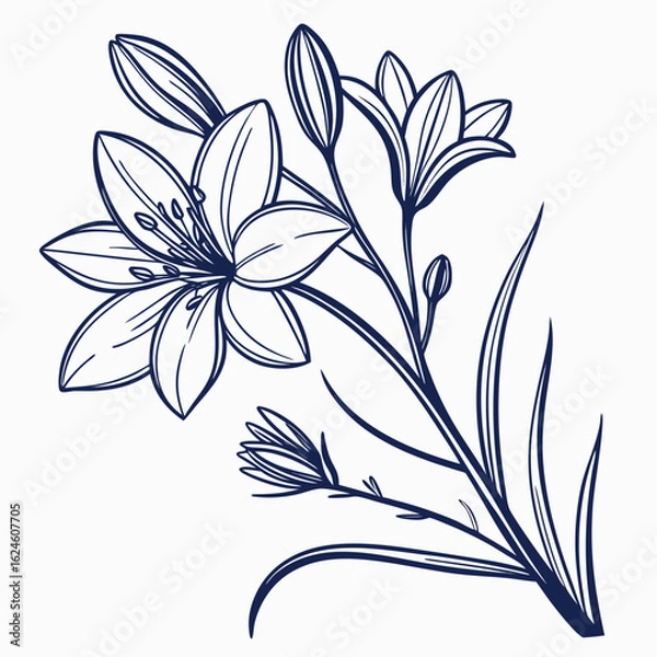 Fototapeta brodiaea bulb with leaves