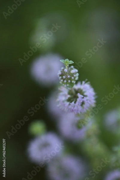 Fototapeta ペニーロイヤルミント