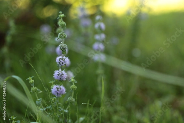 Obraz ペニーロイヤルミント