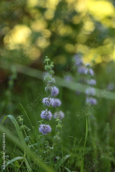 Fototapeta ペニーロイヤルミント