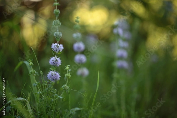 Fototapeta ペニーロイヤルミント