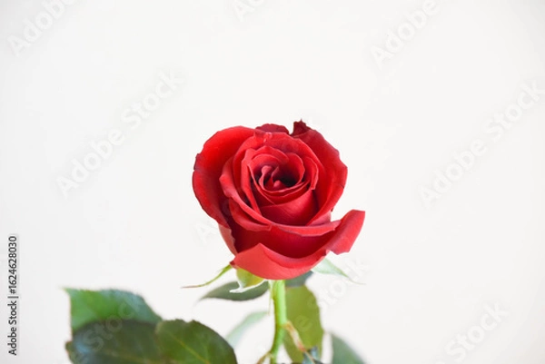 Fototapeta 赤いばら