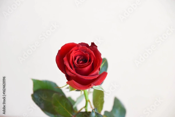 Fototapeta 赤いばら