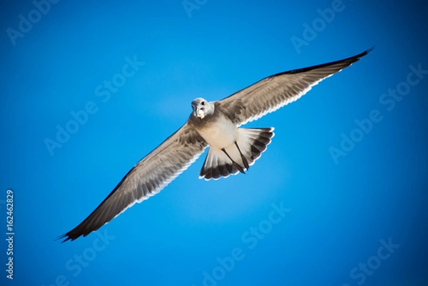 Obraz Seagull in Flight