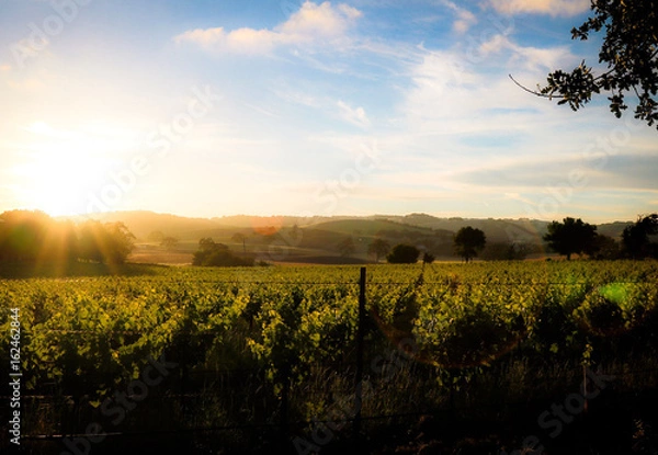Obraz California Vineyard Sunset