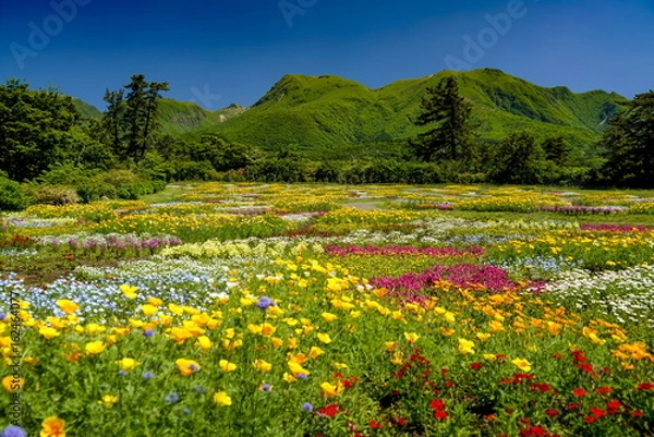 Obraz 花畑　花公園