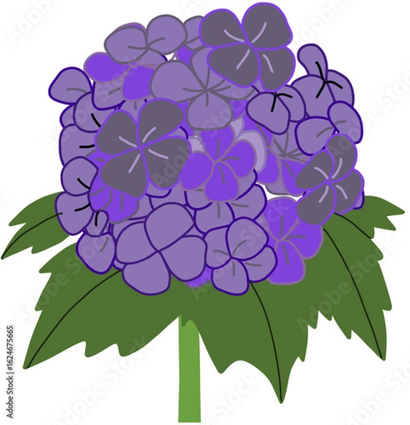 Obraz 수국 꽃 보라색 여름꽃