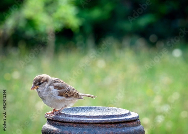 Fototapeta Sparring perched in a garden