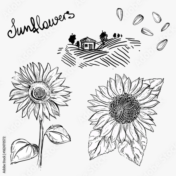 Fototapeta Hand drawn vector illustration set of monochrome sunflower, grain, seed, farm. sketch. Vector eps 8