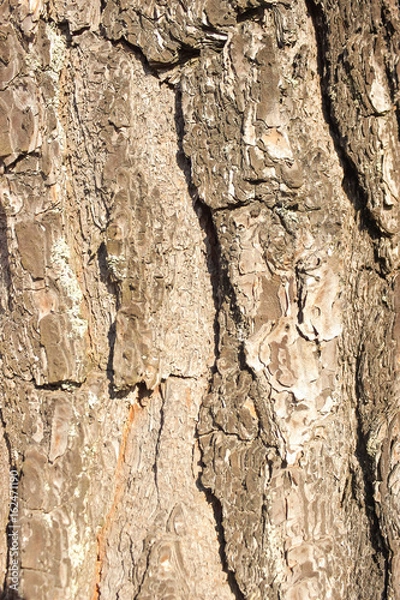 Fototapeta Photo of cracked old tree trunk texture